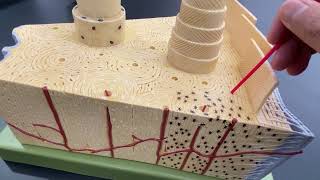 Bone Model for Human Anatomy [upl. by Aztin]