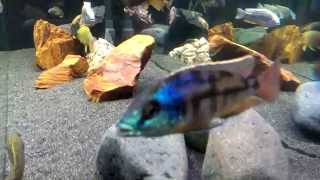 Epic African Cichlids Tank In full Color HD 1080P [upl. by Etiam]