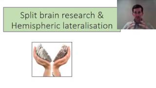 Biopsychology Lesson 5  Hemispheric Lateralisation and Split brain Research [upl. by Ynad658]