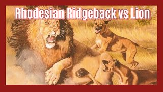 Ridgebacks vs Lions The True Story of LionHunting Dogs [upl. by Nevetse]