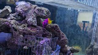 Fishotel Order Longnose Hawkfish into wrasse tank [upl. by Ethel]