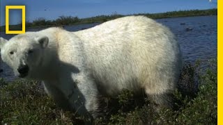 Polar Bear Predation  National Geographic [upl. by Maise724]