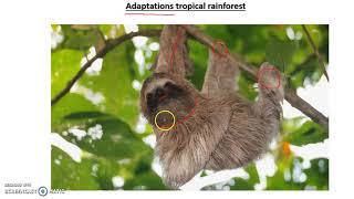 Rainforest Adaptations [upl. by Anirda980]