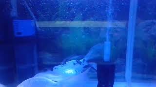 Silent Livestream  Koi Fish [upl. by Takeo462]