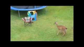 Otter Plays With Baby Deer [upl. by Weathers828]