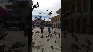 Somewhere in Mexico nature environment music birdslover [upl. by Pierpont289]