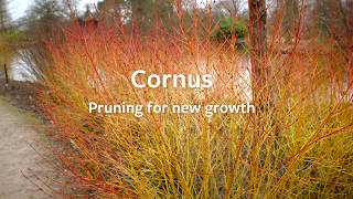 How to prune a Cornus to promote new growth  Grow at Home  Royal Horticultural Society [upl. by Oznola]