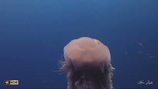 Lions Mane Jellyfish at Koh Tao Thailand scubadiving jellyfish marinelife [upl. by Miun]