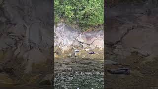 Tadoussac reels quebec boattour sealife nature stlawrence explore travel shorts [upl. by Wulfe]