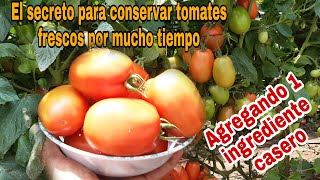 El truco para conservar TOMATES frescos y sin cortes por más de 40 días [upl. by Olra]