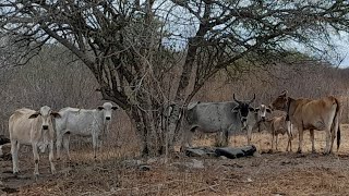 a seca na caatinga devastando tudo [upl. by Barn650]