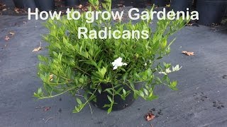 How to grow Gardenia Radicans the dwarf fragrant evergreen shrub [upl. by Maison]