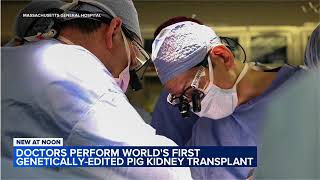 US surgeons transplant genetically modified pig kidney into patient [upl. by Jake]