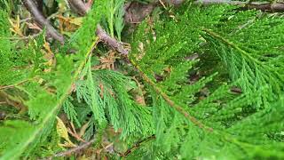 Growing Incense Cedar in the Southeast calocedrus decurrens [upl. by Balthasar]