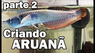 Criando ARUANÃ em AQUÁRIO  Parte 2 [upl. by Hett553]