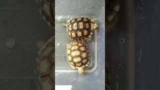 African Spurred Tortoises Centrochelys Sulcata sulcata animals tortoise reptile dadstekhniktv [upl. by Inge]