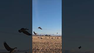 goose hunt  chasse nature snowgoosehunting huntingwaterfowl goose chasseur hunterxhunter [upl. by Musetta]