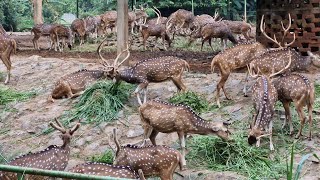 ormanghi zoo Animal park Ranchi Jharkhand zoo ormanjhizoo animalpark ranchi jharkhand tiger [upl. by Filbert307]