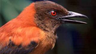 Discovery First Scientifically Confirmed Poisonous Bird [upl. by O'Dell455]