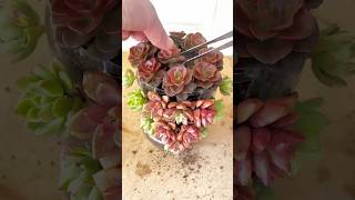 Succulent Recycling Secrets Every DIY Enthusiast Should Know [upl. by Kylynn]