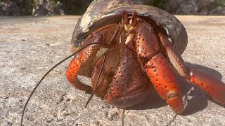 Soldier Crab  Caribbean Hermit Crab Coenobita Clypeatus [upl. by Asik803]