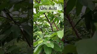 URIC ACID herbalbenefits gamotfruit everyone follow [upl. by On69]