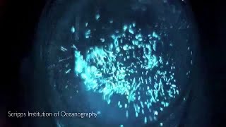 Demonstration of Dinoflagellate Bioluminescence [upl. by Nadabas]