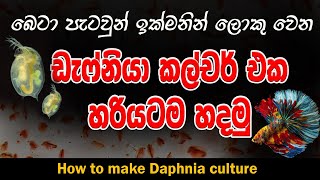 ඩැප්නියා කල්චර් එක හරියටම හදමු  How to make Daphnia culture  Betta fish food  Betta fry food [upl. by Lela130]