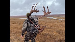 2020 Alaska Diy caribou hunt [upl. by Sile]