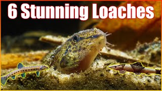 Six Hilarious Loaches to Lighten Up Your Aquarium [upl. by Chuck]