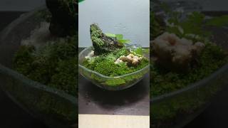 ☘️Making a nanogarden with moss shorts mossdesign nanoterra terrarium [upl. by Knudson]