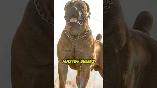 Top 3 Most Protective Mastiff Breeds shorts pets dog doglover mastiff boerboel [upl. by Diraj]