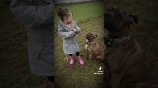 bestfriend staffy staffie puppy staffylovers doglover staffyx doglife [upl. by Oneal]