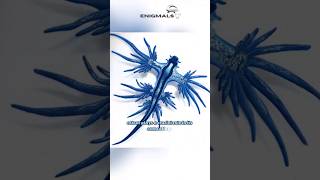 Glaucus Atlanticus  The Beautiful but Dangerous Blue Dragon [upl. by Chiarra]