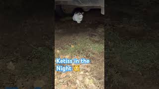 Ketiss in the Night 🙀✌️😸 [upl. by Shelli]