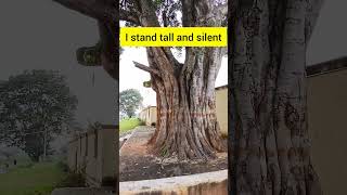 Peepal tree 🌳 Sri Krishna vrksh🙏 peepaltree viralshort subscribe time nature [upl. by Lennahc]