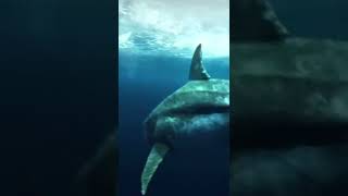 Livyatan Melvillei vs Sperm Whale animals debates whale 1v1 [upl. by Sioled]