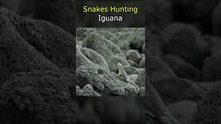 Snakes Hunting Iguana [upl. by Jar]