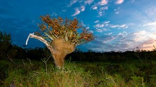 Cigar Orchid Cyrtopodium punctatum in South Florida [upl. by Lynnett]