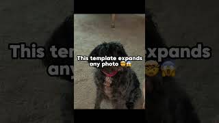 Maggies lounge fypシ゚viral meme funny astonvilla dog maggie [upl. by Piane51]