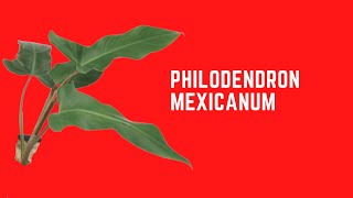 PHILODENDRON MEXICANUM [upl. by Gannie]