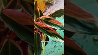 Stromanthe Triostar care tips and description Colorful and easy houseplant for beginners [upl. by Anneirb221]