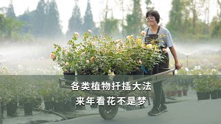 【海媽園藝課堂13】各類植物扦插大法，來年看花不是夢Plants Cutting Propagation MethodsRooting in the Soil [upl. by Litnahc79]