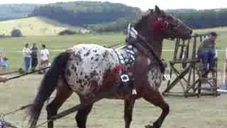 Noriker draft horse pulling [upl. by Brenden]