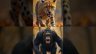 ANIMALS COMPARISONLYNX VS HYNAHHYNACHIMPANZEECHEETAHtrending animals shorts [upl. by Ultann896]