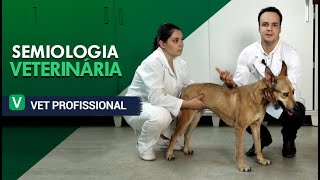 Semiologia Veterinária  VET Profissional [upl. by Shieh660]