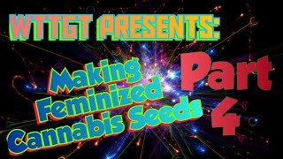 Making Feminized Cannabis Seeds at Home Part 4 Nutrient Schedule [upl. by Sheridan]