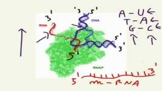 CORSO DI BIOLOGIA GENERALE  LEZIONE 46  TRASCRIZIONE DEL DNA [upl. by Avner48]