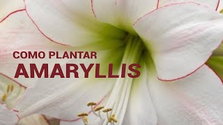 COMO PLANTAR AMARYLLIS [upl. by Aeli727]