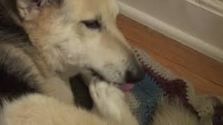 ASMR dog self grooming 31 ear cleaning part 1 [upl. by Kavanagh]